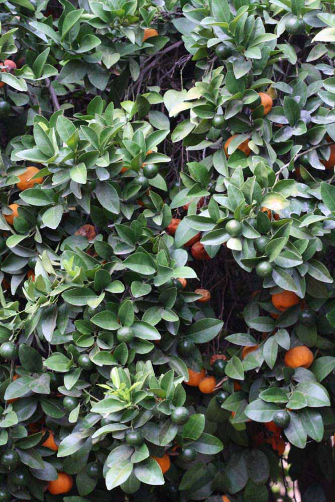            Sun leaves (Riverside, CA)   